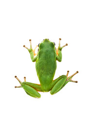 Green Tree Frog. Top view. Isolated on white background. - 9502522