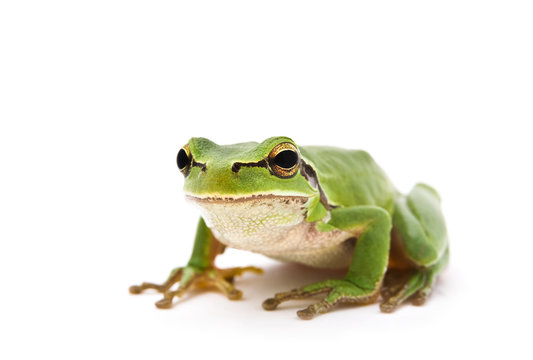Green Tree Frog isolated on white background. Shallow DOF..