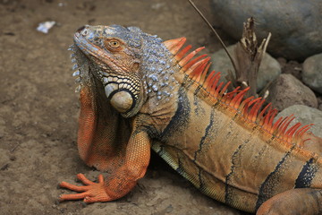 Fototapeta premium portrait d'iguane bali zoo