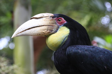 Fototapeta premium grand calao bali zoo