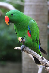 perroquet vert bali zoo