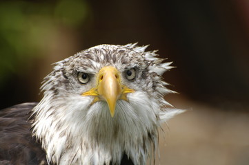 Weißkopfseeadler
