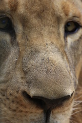 portrait de lion détail truffe bali zoo