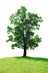 single tree oak isolated on white