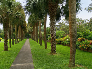 Obraz premium Garden Palm Trees