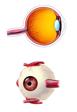 Human Eye Interior And Exterior Anatomy.