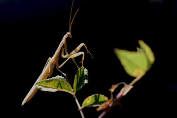 mantis