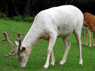 Forest Park of Surprises in Ustron, Poland