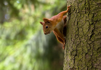 Squirrel sitting on a tree trunk.