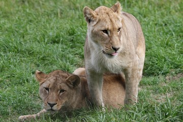 Naklejka premium Two young female lions in lush green grass