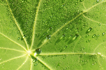 Very small water drops on a leaf at morning dew