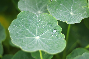 Tropaelum majus leaf with water drops at morning dew