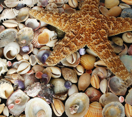 different Mediterranean seashells and starfish