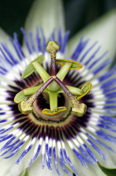Pasiflora