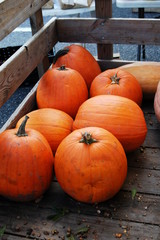Pumpkins for sale at the market