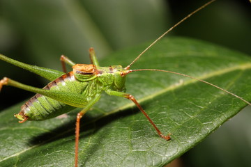 Cricket / Insect