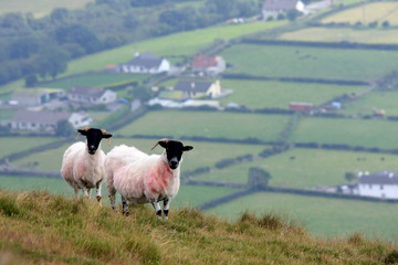 Sheep on the hills