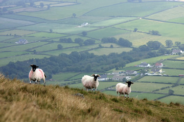 Sheep on the hills