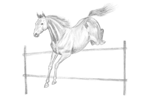 Jumping horse pencil drawing, hand-drawn.