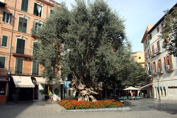 Palma de Mallorca , Altstadt © blende40
