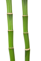 two bamboo stems on white background
