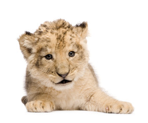 Lion Cub (6 weeks) in front of a white background