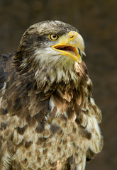 Eagle