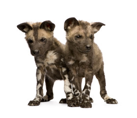 Fototapeta premium African wild dog cub(9 weeks) in front of a white background