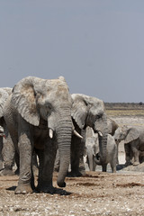 Fototapeta na wymiar Elefanten im Etosha-Nationalpark, Namibia