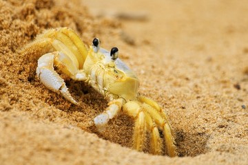 crabe
