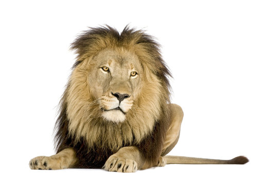 Lion (4 and a half years) in front of a white background © Eric Isselée