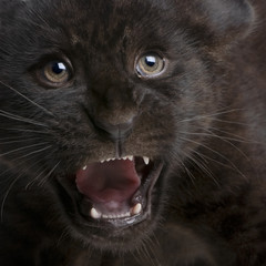Jaguar cub (2 months)  in front of a white background