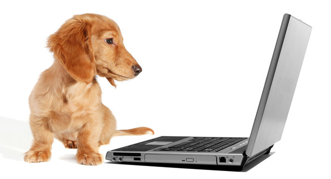 Dachshund puppy looking at a laptop