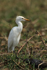 Mittelreiher (Ardea intermedia)