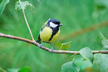 Obraz premium Mésange