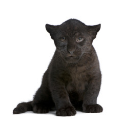Naklejka premium Młody jaguar (2 miesiące) - Panthera onca