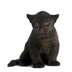Fensteraufkleber Panther Jaguarjunges (2 Monate) - Panthera onca