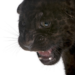 Jaguar cub (2 months) in front of a white background
