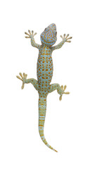Naklejka premium Tokay gecko - Gekko gecko in front of a white background