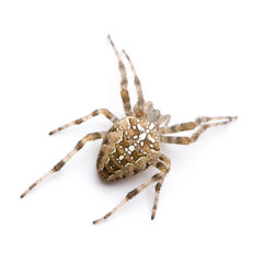 diadem spider - Araneus diadematus
