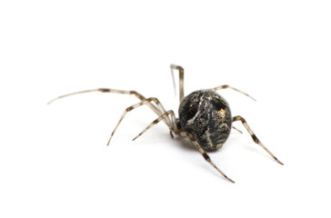 Common house spider in front of a white background