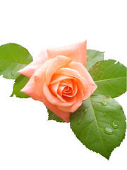Beautiful pink rose on a white background after a rain
