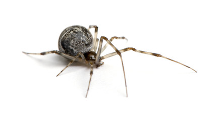 Common house spider in front of a white background