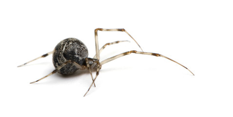 Common house spider in front of a white background