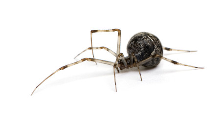 Common house spider in front of a white background