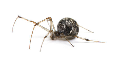 Common house spider in front of a white background