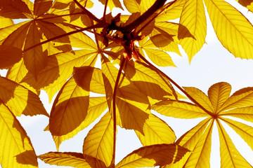 Naklejka na ściany i meble yellow leaves on blue sky background
