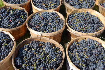 baskets of ripe red grapes