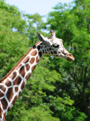 Giraffe near green trees