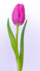 Muttertag,Tulpe